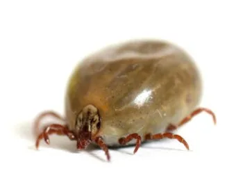 진드기 물린자국 대처법 참진드기 빨간 진드기 증상 확인_9