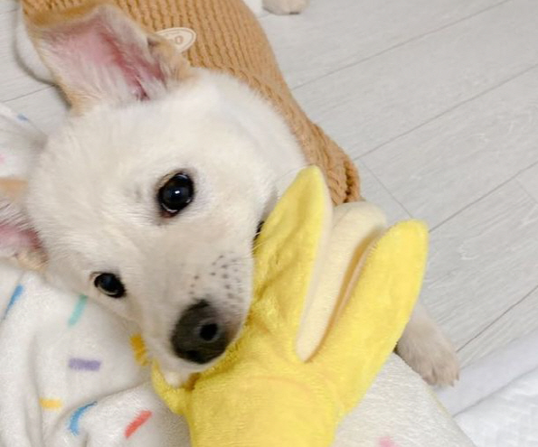 떡국이 강아지 근황