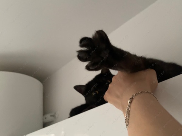 Paris life cat life no cat no life