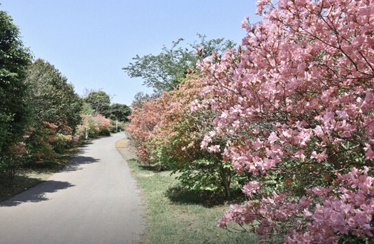 카멜리아힐-3월-제주도-가볼만한곳