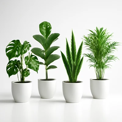 해 뜨는 방향별 실내 식물 배치법｜동&middot;서&middot;남&middot;북 창문 완전 정리