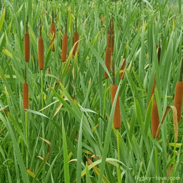 약이 되는 부들