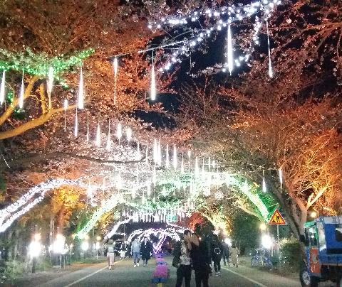 벚꽃 개화시기 축제
