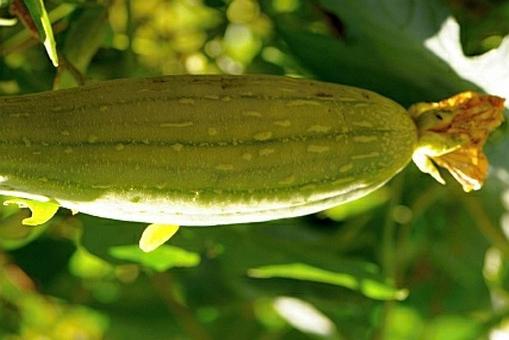 사과락의 효능 효과 및 부작용