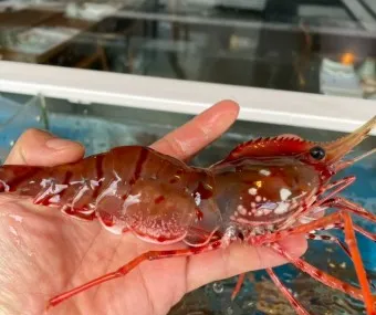 새우 요리 11가지 황금레시피_19