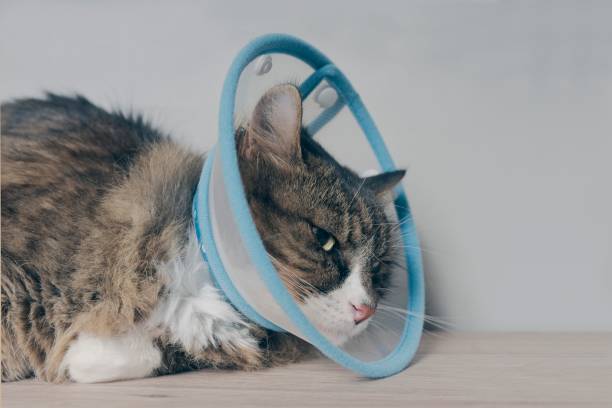 고양이가 자주 구토하는 경우 대처법