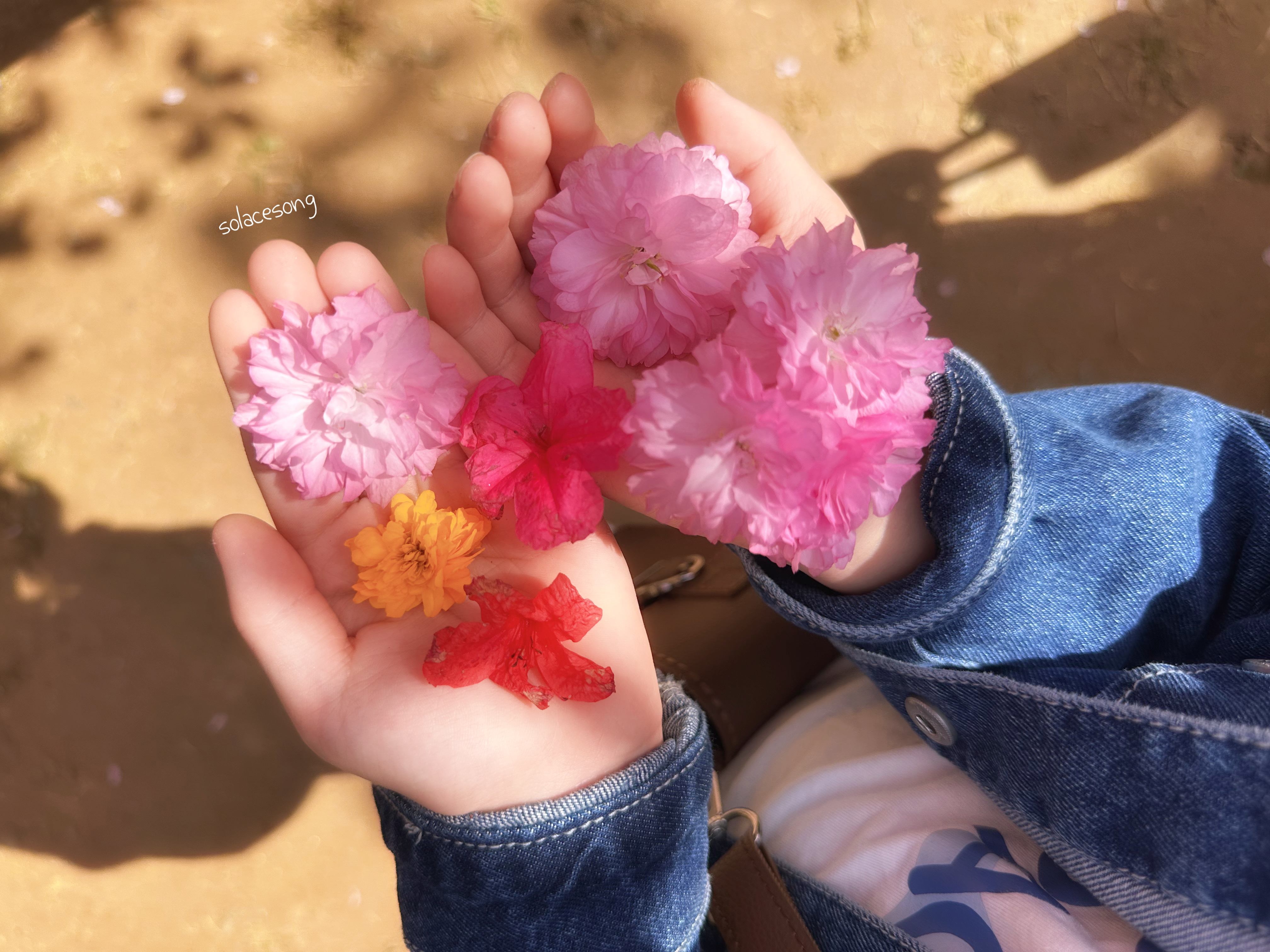 2025년 4월 19일 
 전주 완산칠봉꽃동산 3