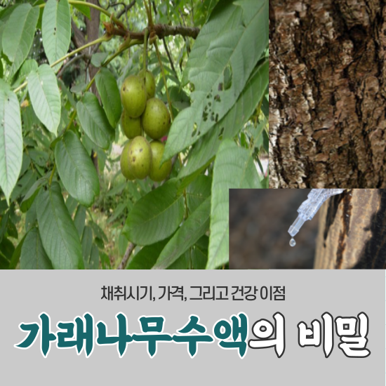 가래나무수액