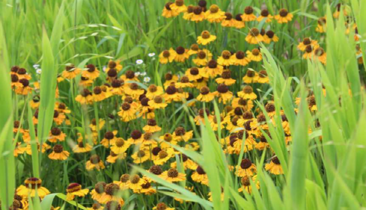 팜카밀레 허브농원