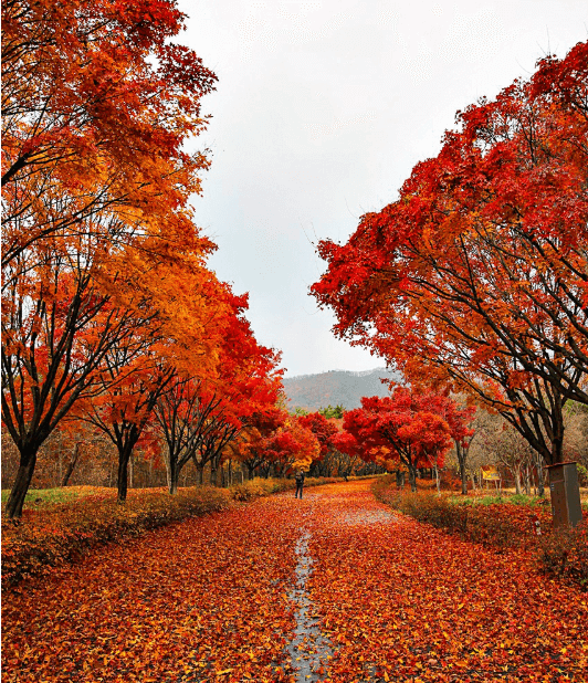 천안독립기념관-단풍나무숲