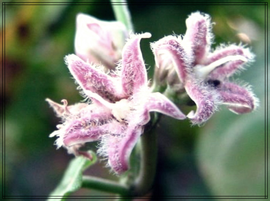 박주가리 효능, 건강에 좋은 이유는?