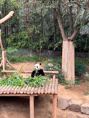 에버랜드 스마트예약 및 스마트줄서기