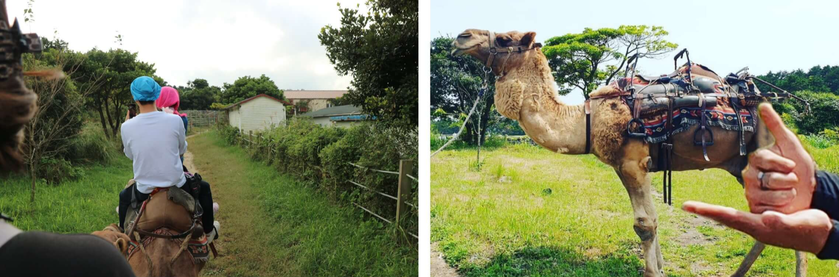제주도-낙타-트레킹-낙타-타기