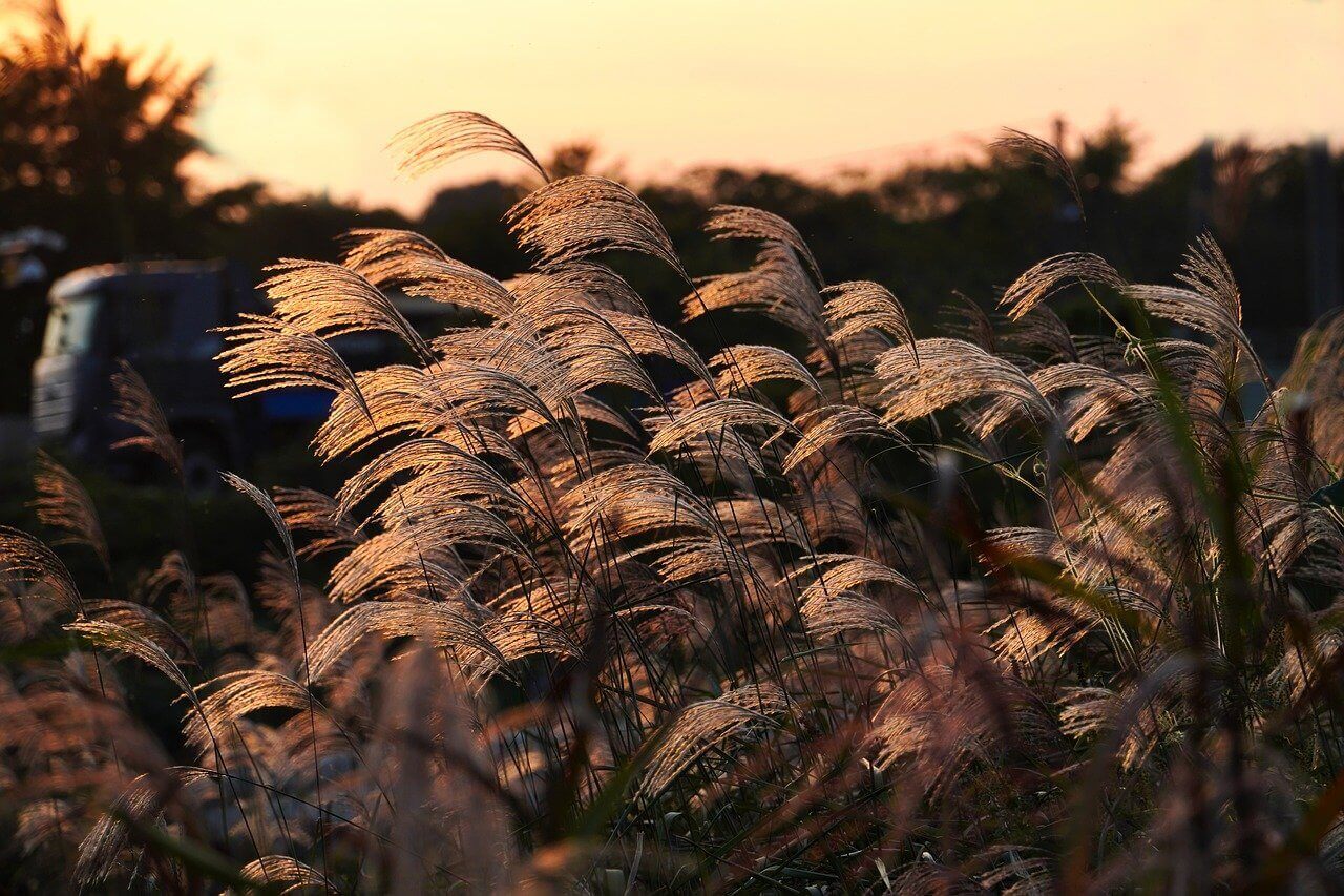 2024 하늘공원 억새축제 안내