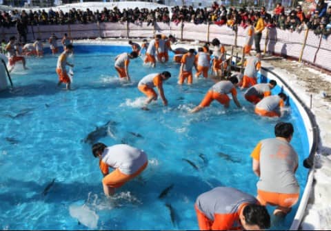 평창송어축제-맨손잡기