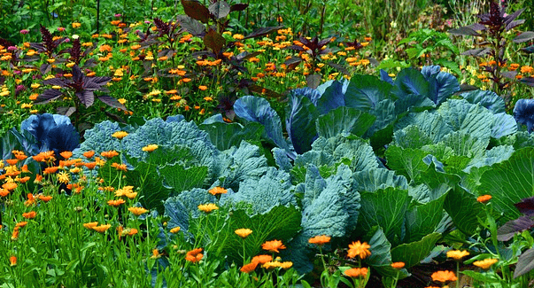 배추밭이 있다. 초록색 배추들이 여러개 심어졌고, 주변엔 주황색 꽃들이 가득 피어있다.