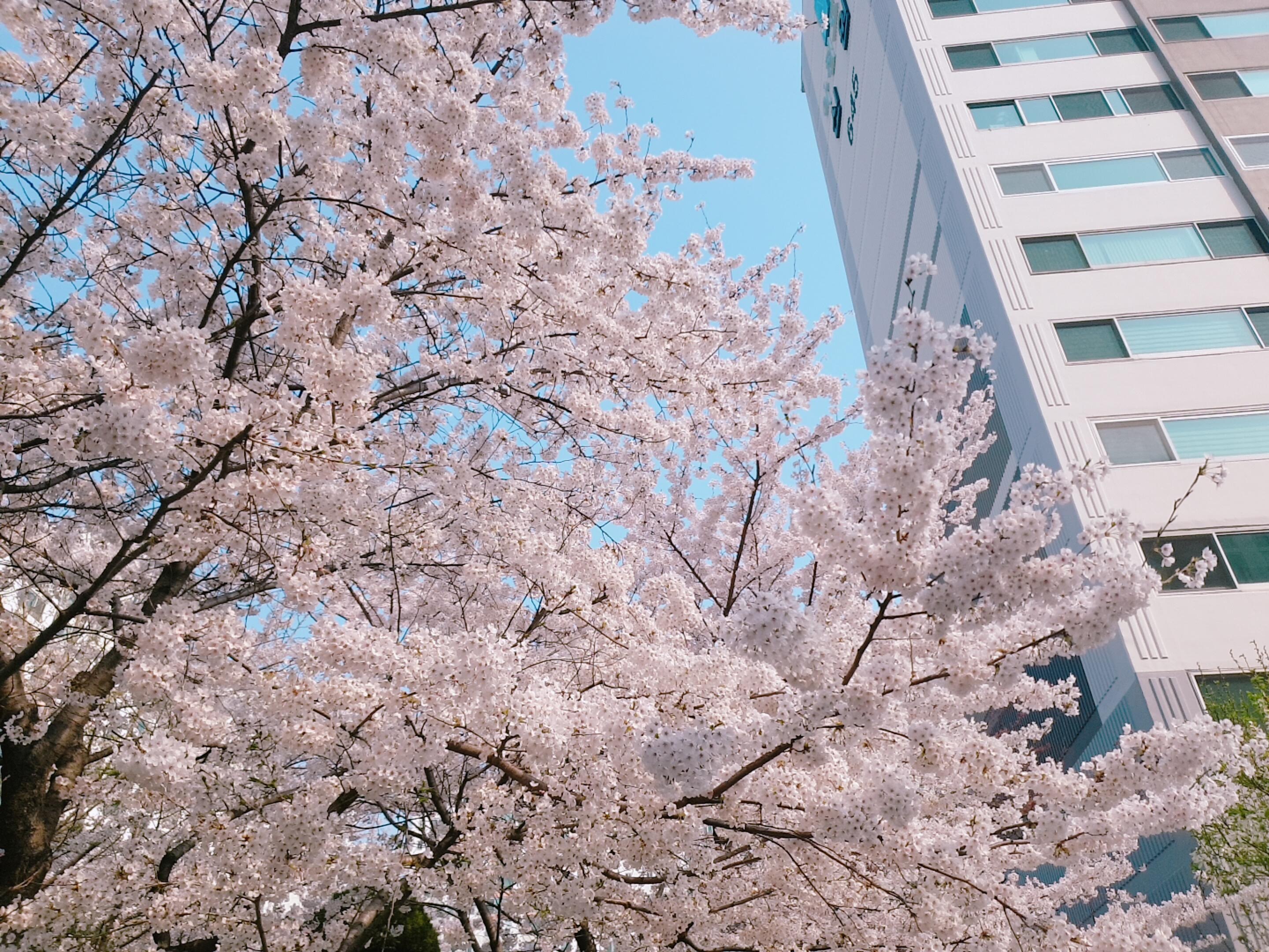 수원 숨은 벚꽃 명소