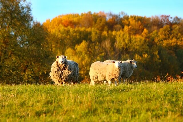 2024년 신년운세 양띠 4월 운세 소소하게 단단하게