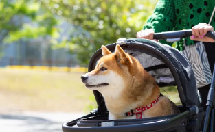 강아지유모차 사진/출처:어도비스톡