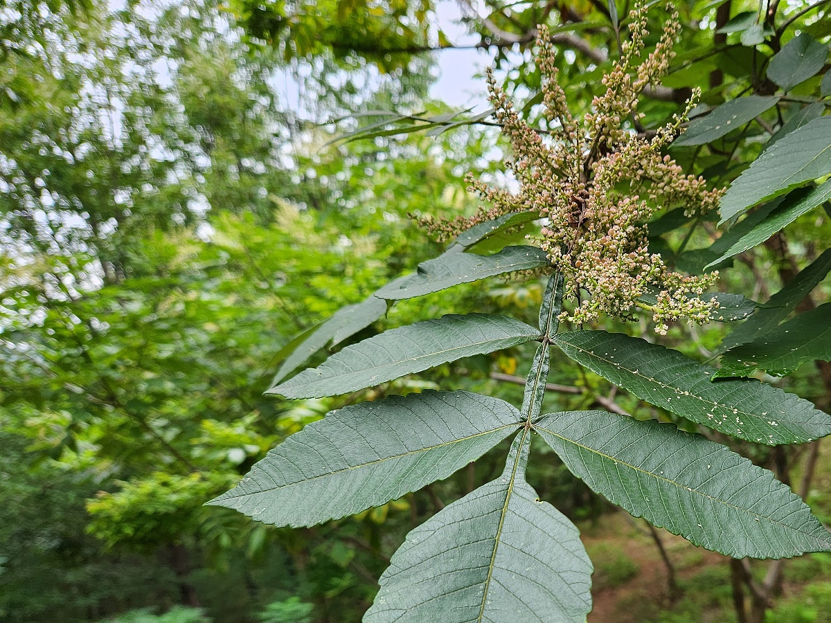 붉나무