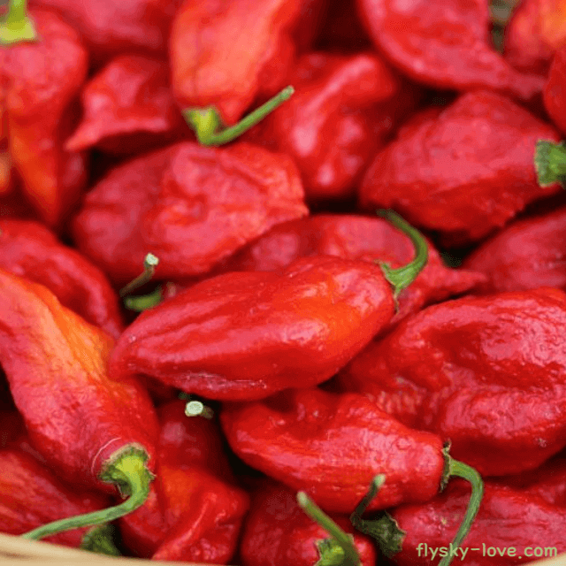 세계에서 가장 매운 고추 부트졸로키아 특징