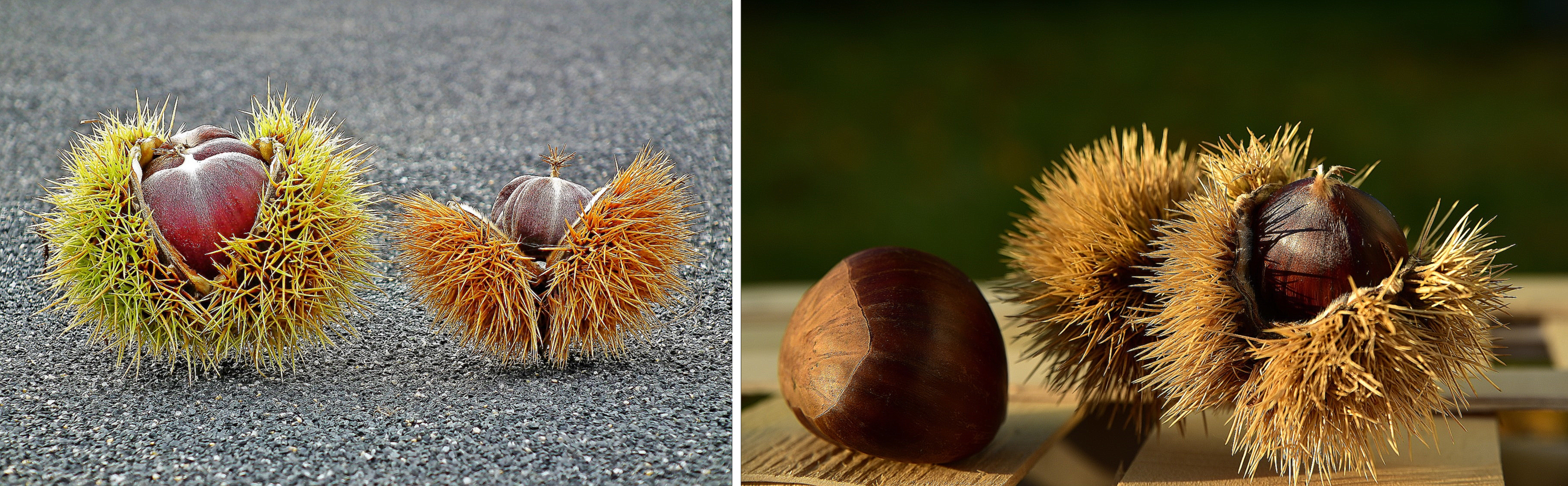 생율 효능 부작용