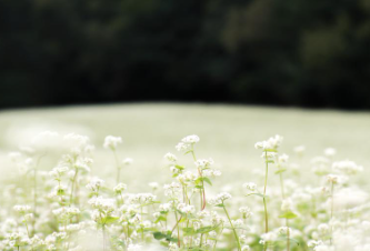 제주 보롬왓 메밀축제