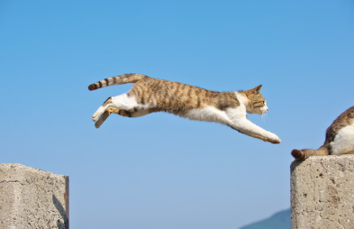 파란 하늘과 고양이.