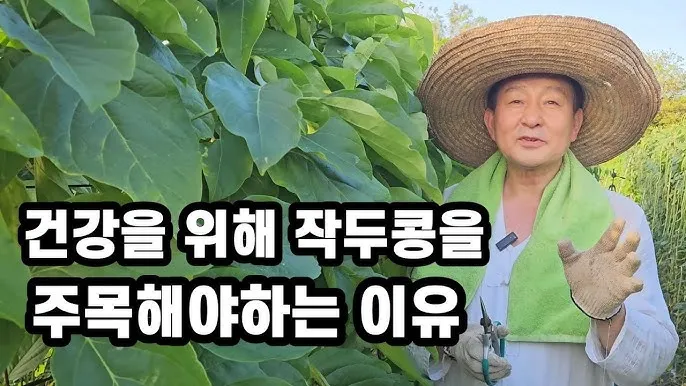 작두콩 재배 지지대 설치 덩굴 유인 건조 보관_8