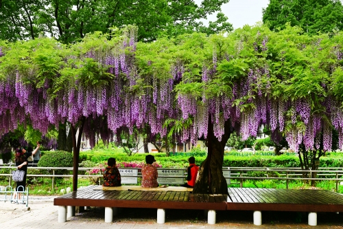 상봉주공1차아파트 등나무꽃1