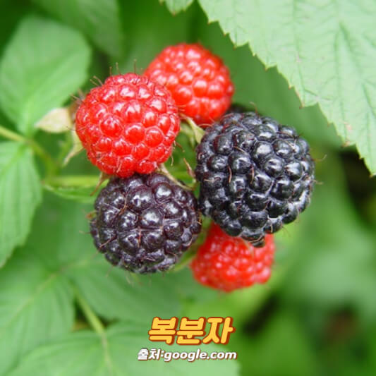 복분자