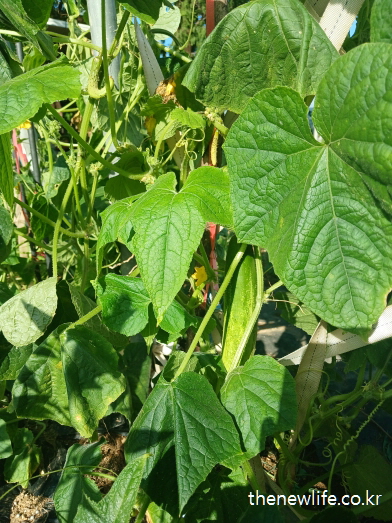 햇빛 아래 싱싱하게 자라고 있는 가늘고 길쭉한 오이와 초록빛 넓은 잎의 모습-&nbsp;&nbsp;오이 효능이 이런 사람에게 특히 좋습니다-하단 사진