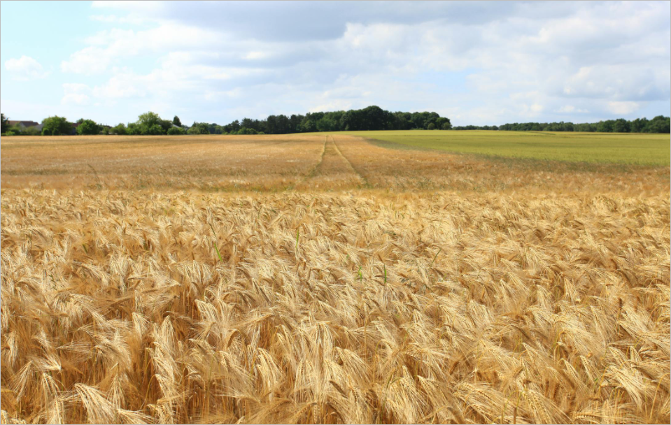 토지 대장 등본 인터넷 발급&amp;#44; 조회 및 신청 방법(자료 사진 첨부)