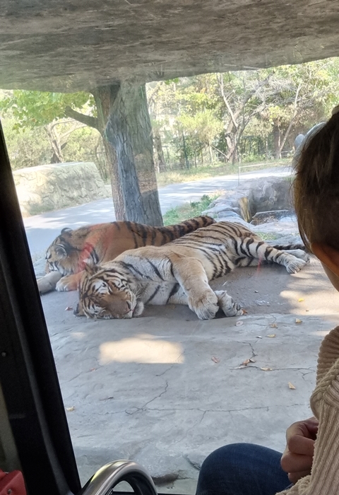 대전오월드호랑이
