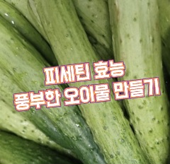 피세틴-오이물-효능