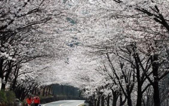 지리산 벚꽃