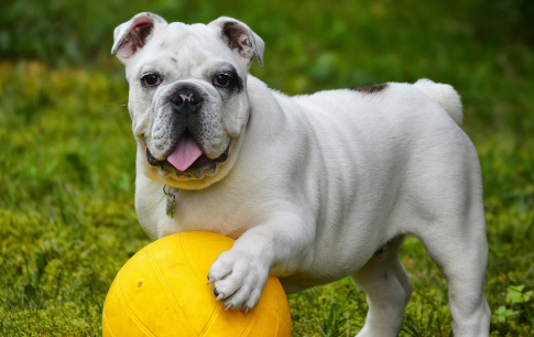 장난감을 가지고 노는 강아지 이미지