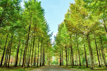가평 남이섬&amp;#44; 자라섬&amp;#44; 아침고요수목원1