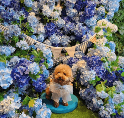 하남 & 경기 광주 반려견 동반 공간 Best 6 : 입장료, 위치, 시간까지 한눈에!