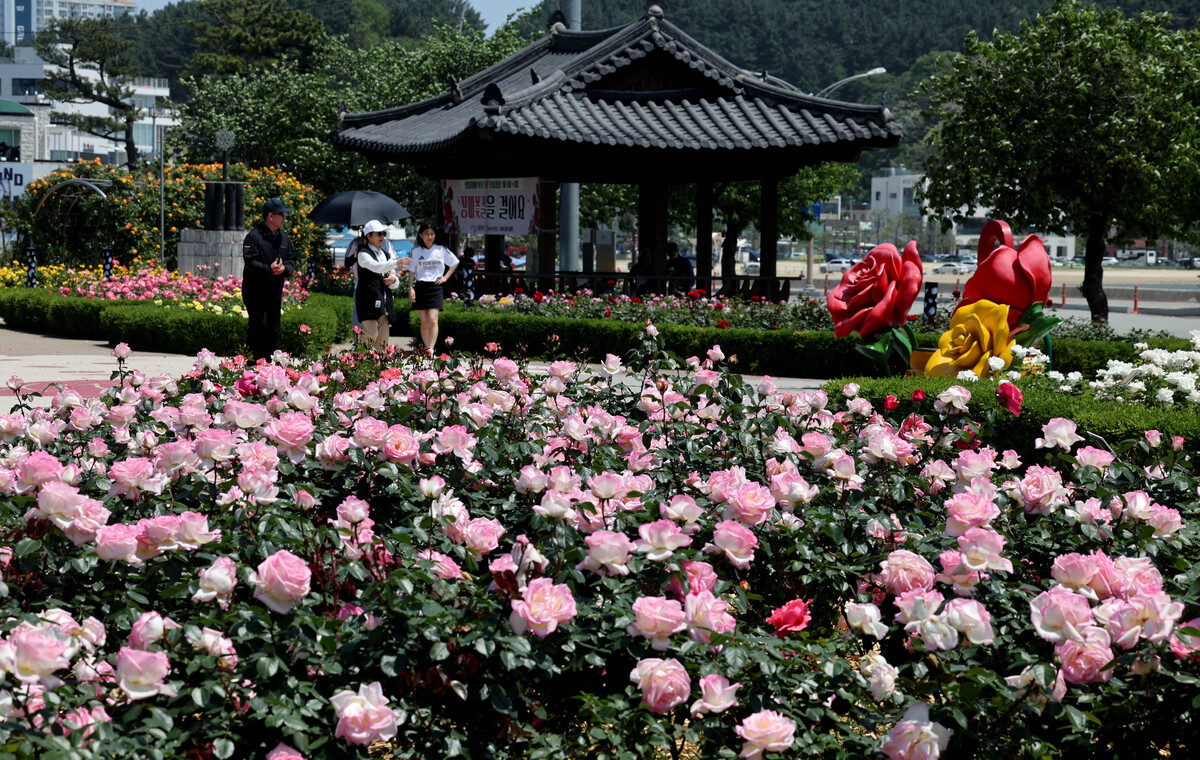 포항 영일대 장미원 완벽 가이드 (위치, 볼거리, 계절별 특징까지)