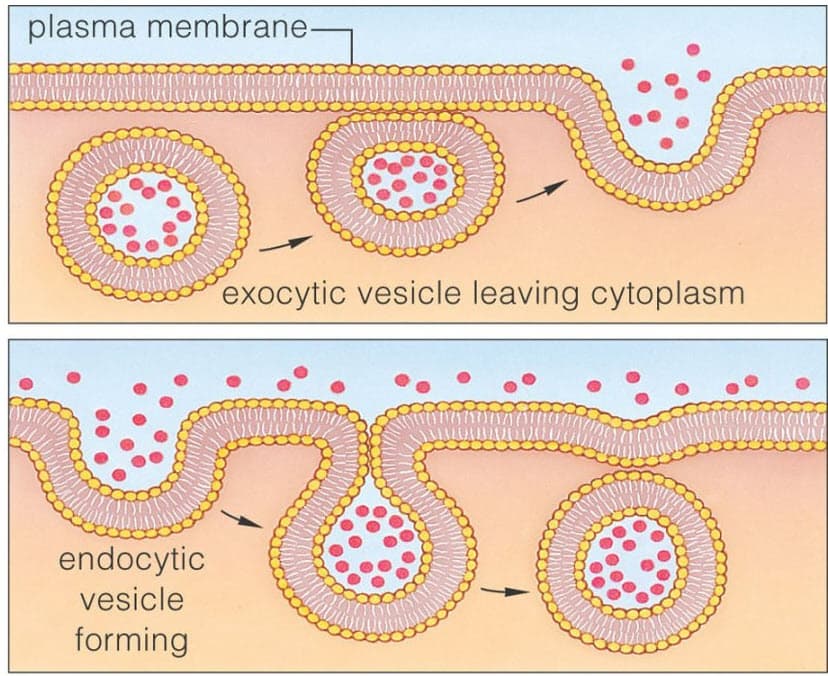 🌱 세포막 수송 완벽 정리: 능동수송과 집단수송의 모든 것