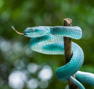 뱀에 물리는 꿈