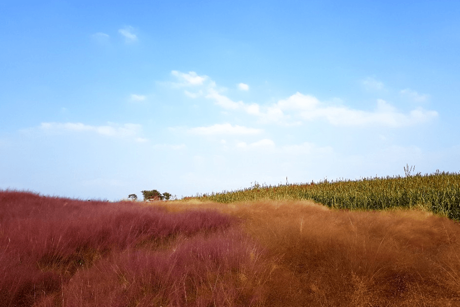 . 핑크 뮬리 명소 - 안성 팜랜드