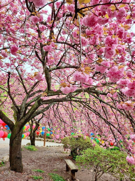 순천 선암사 겹벚꽃