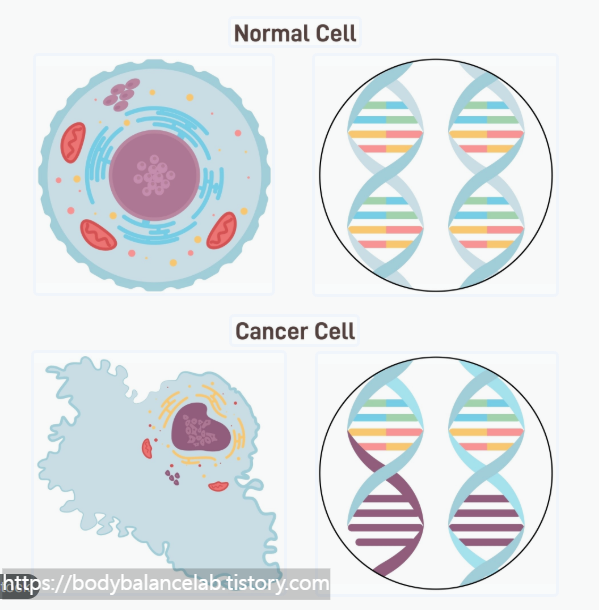 불안정한 활성산소가 정상 세포의 세포막과 DNA를 공격하여 산화 스트레스와 노화를 유발하는 생리학적 메커니즘