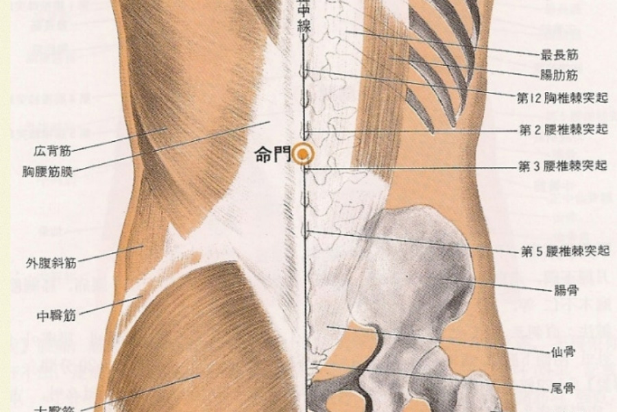 인체의 365혈 중에서 허리의 제2요추와 제3요추의 사이에 위치를 한 명문혈의 해부학적 위치를 그린 그림