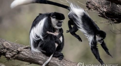 원숭이두창 이미지