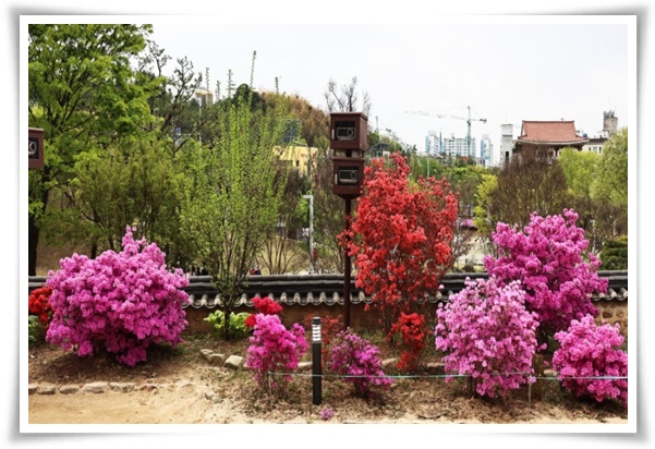 "영산홍" 봄날을 물들이는 활짝 핀 주홍빛 유혹의 매혹적인 꽃!