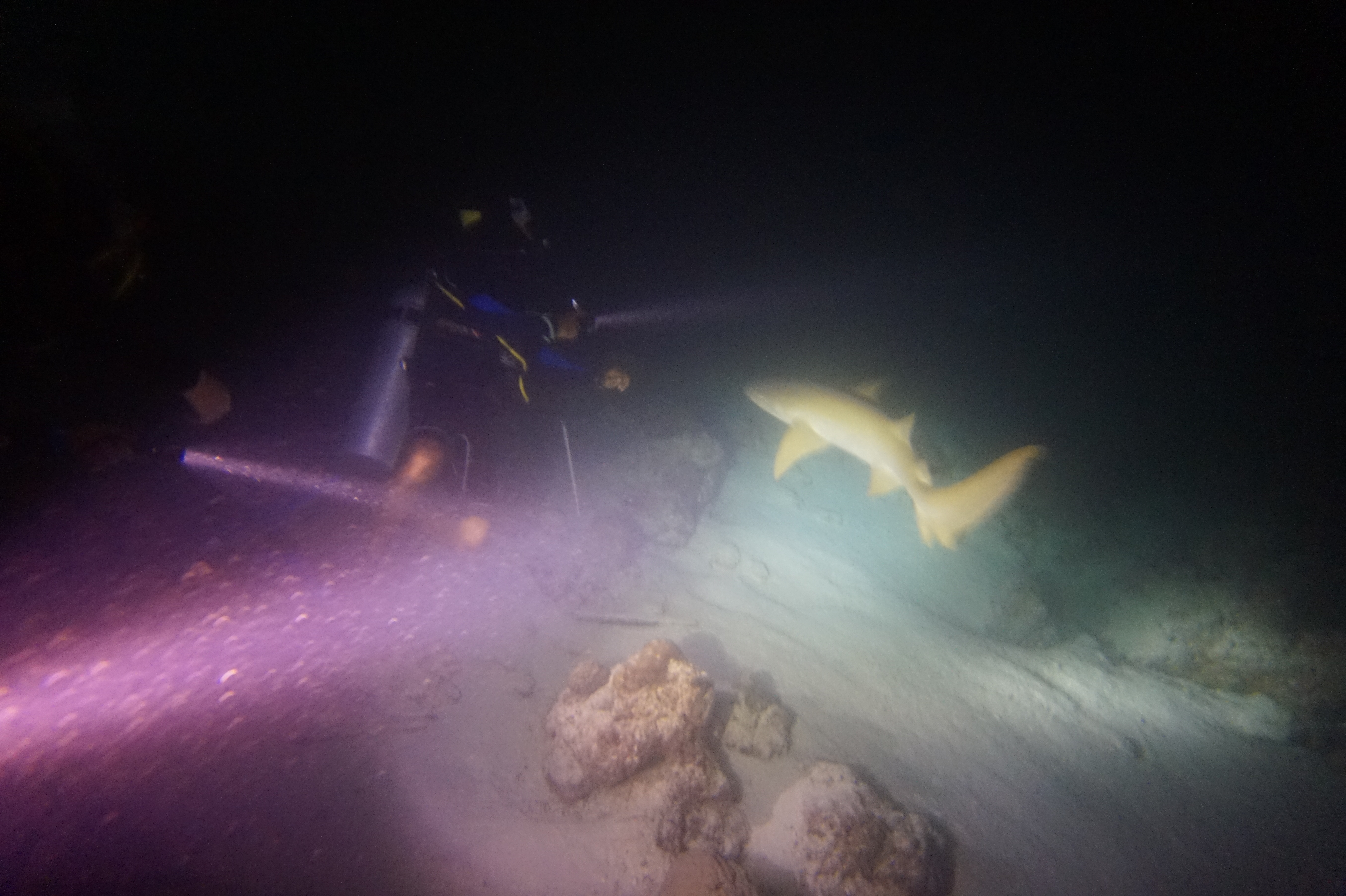 다이빙 라이트 관련 사진