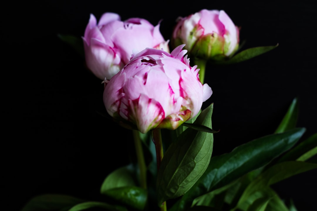 Peony